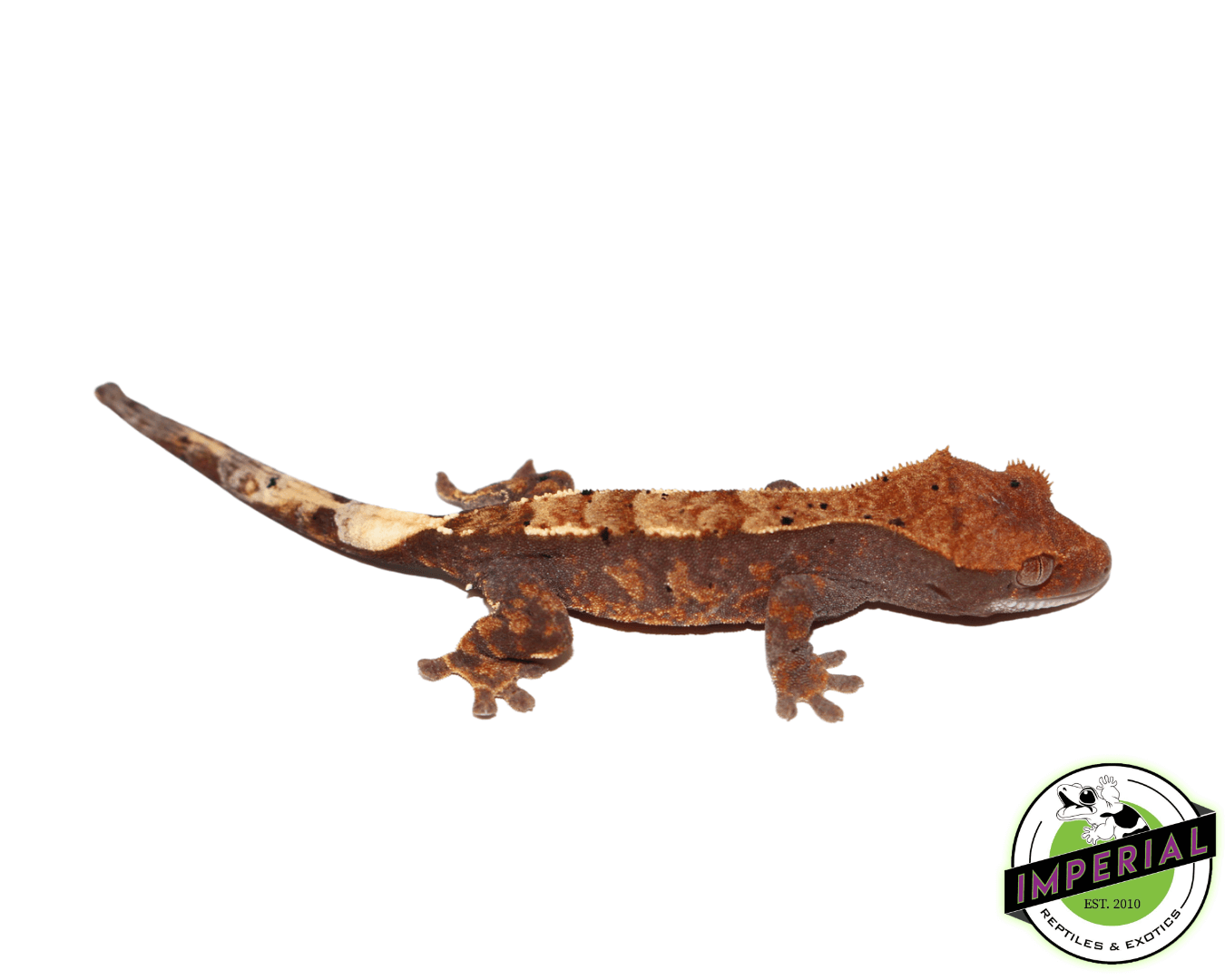 Cappuccino Crested Gecko For Sale Imperial Reptiles IMPERIAL
