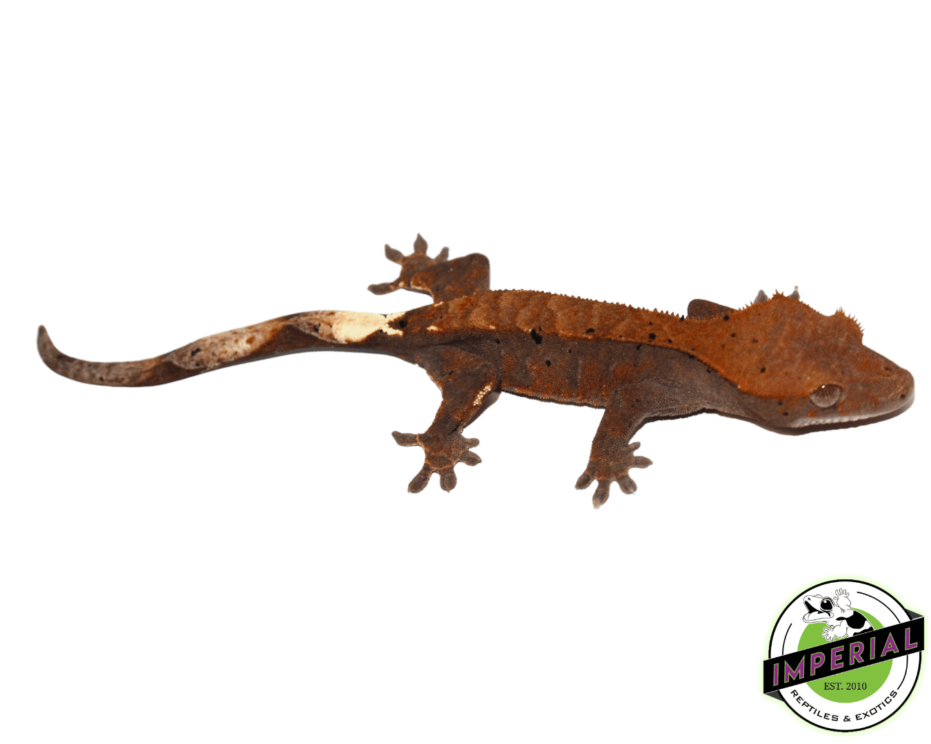 Cappuccino Crested Gecko Baby (#41123-01)