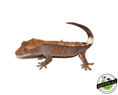 cappuccino crested gecko for sale online, buy crested geckos at cheap prices