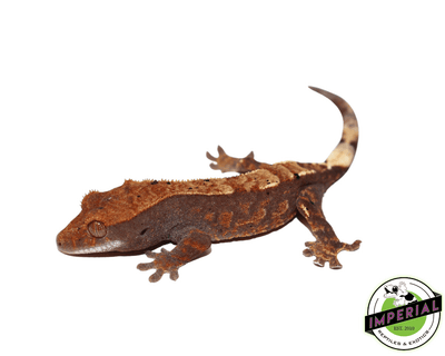 cappuccino crested gecko for sale online, buy crested geckos at cheap prices