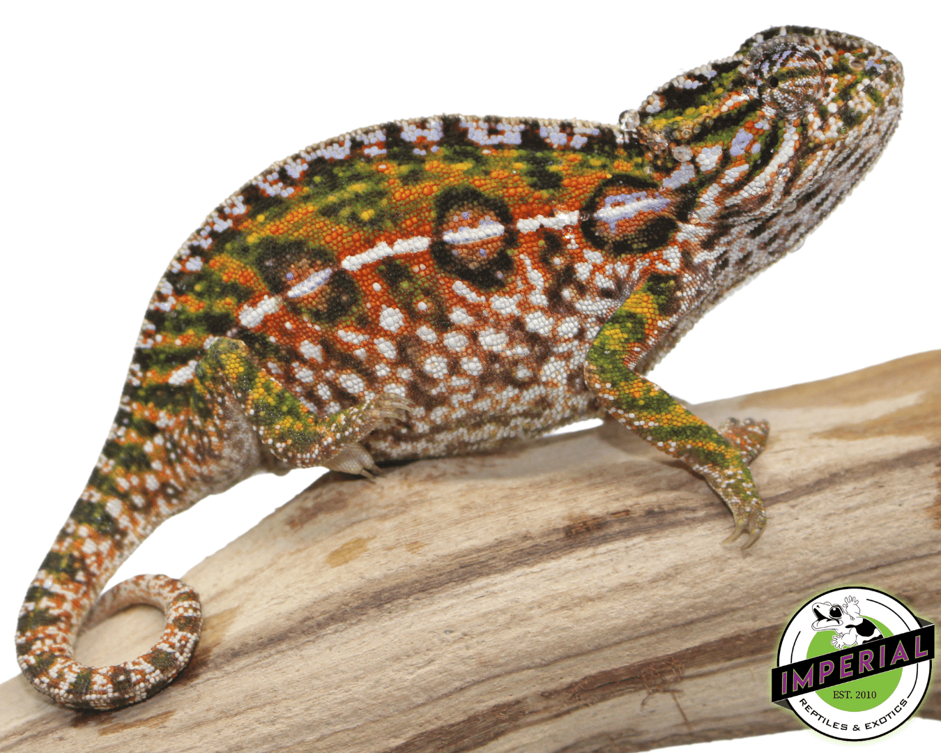 Carpet Chameleon For Sale Imperial Reptiles IMPERIAL REPTILES & EXOTICS