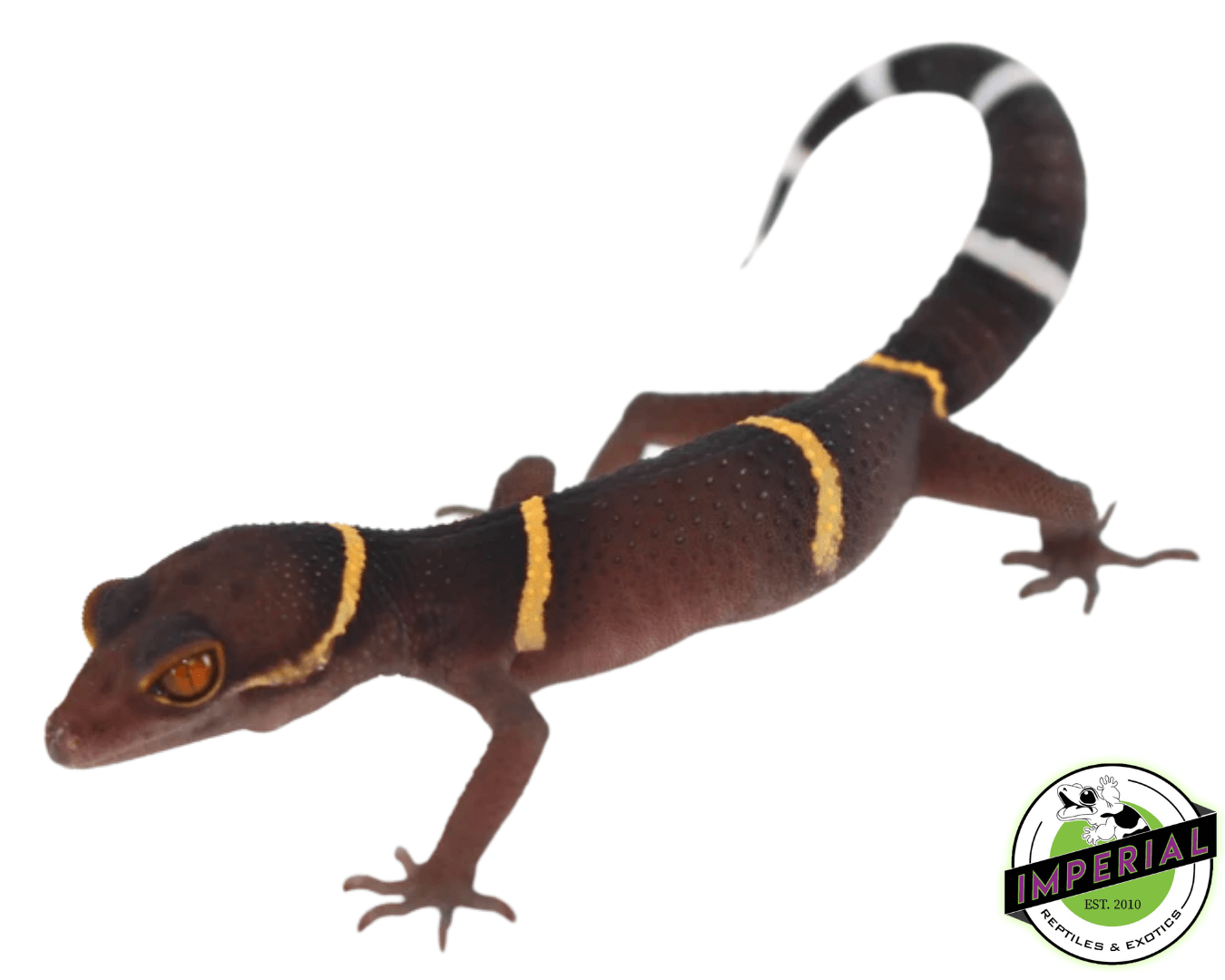 chinese cave gecko for sale, buy reptiles online