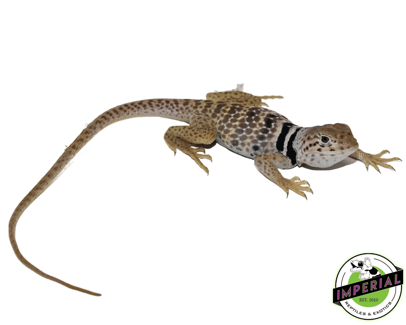 Desert Collard Lizard For Sale Imperial Reptiles IMPERIAL REPTILES
