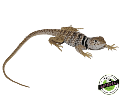collared lizard for sale, buy reptiles online
