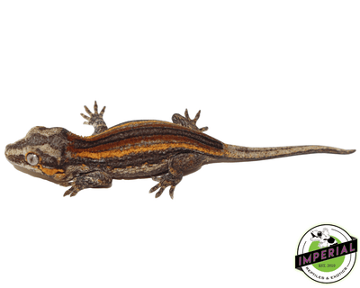 gargoyle gecko for sale, buy reptiles online