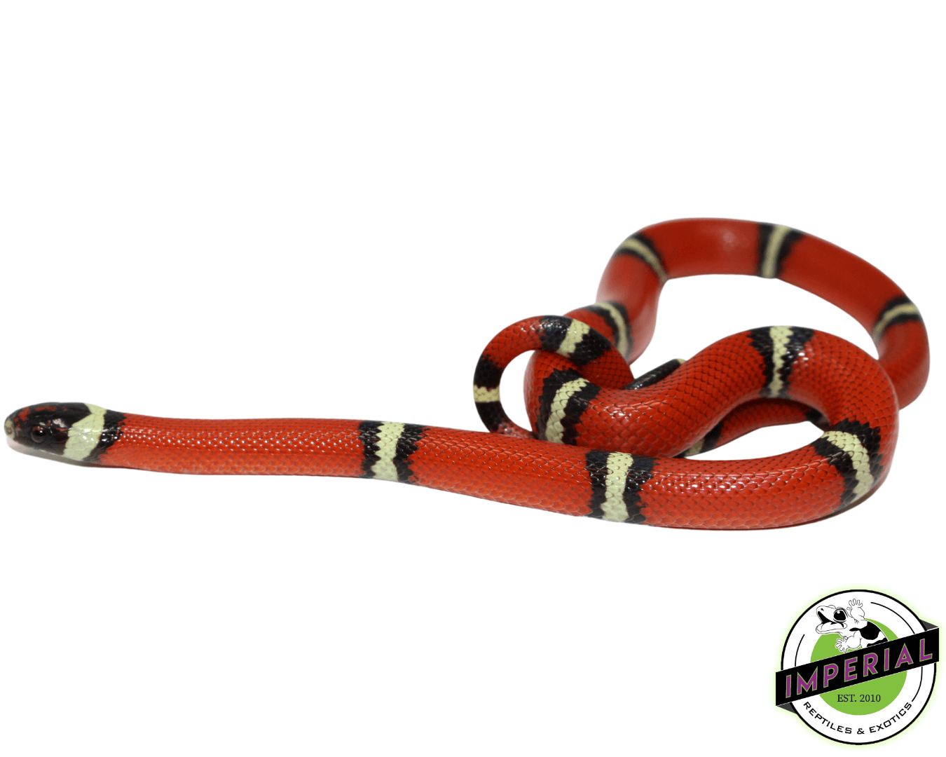 Buy outlet milk snake