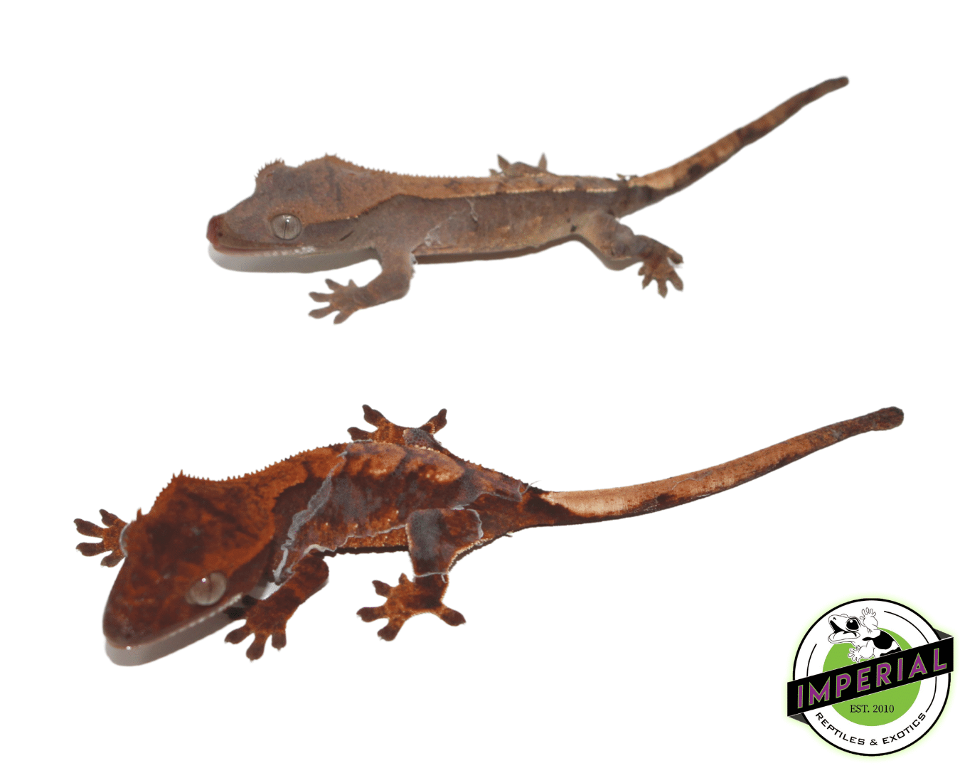 Flame Crested Gecko For Sale Imperial Reptiles – IMPERIAL