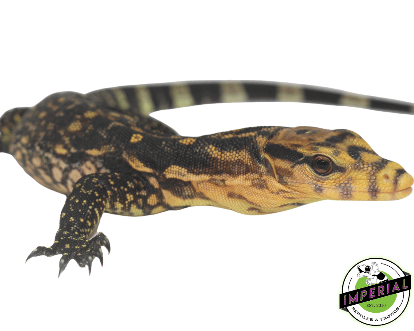 http://imperialreptiles.com/cdn/shop/products/cumingi-water-monitor-for-sale.png?v=1630682923