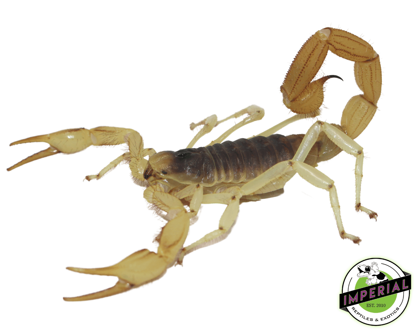 Desert Hairy Scorpion For Sale Imperial Reptiles IMPERIAL REPTILES