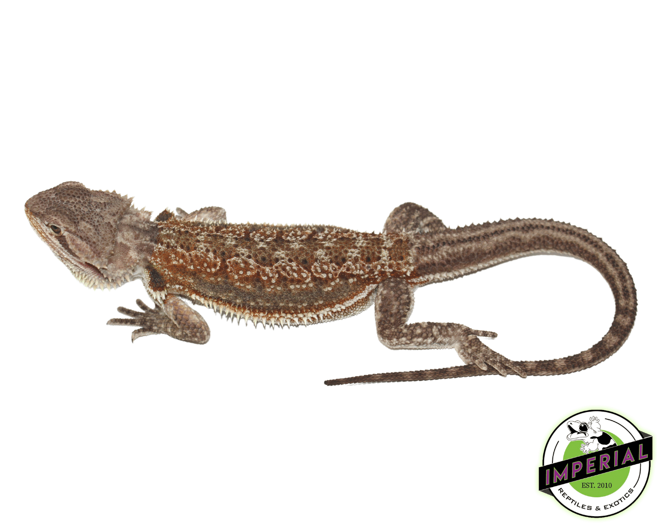 Dunner Bearded Dragon Sub Adult For Sale Imperial Reptiles IMPERIAL