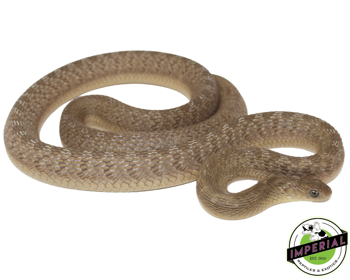African Egg Eating Snake Dasypeltis gansi IMPERIAL REPTILES