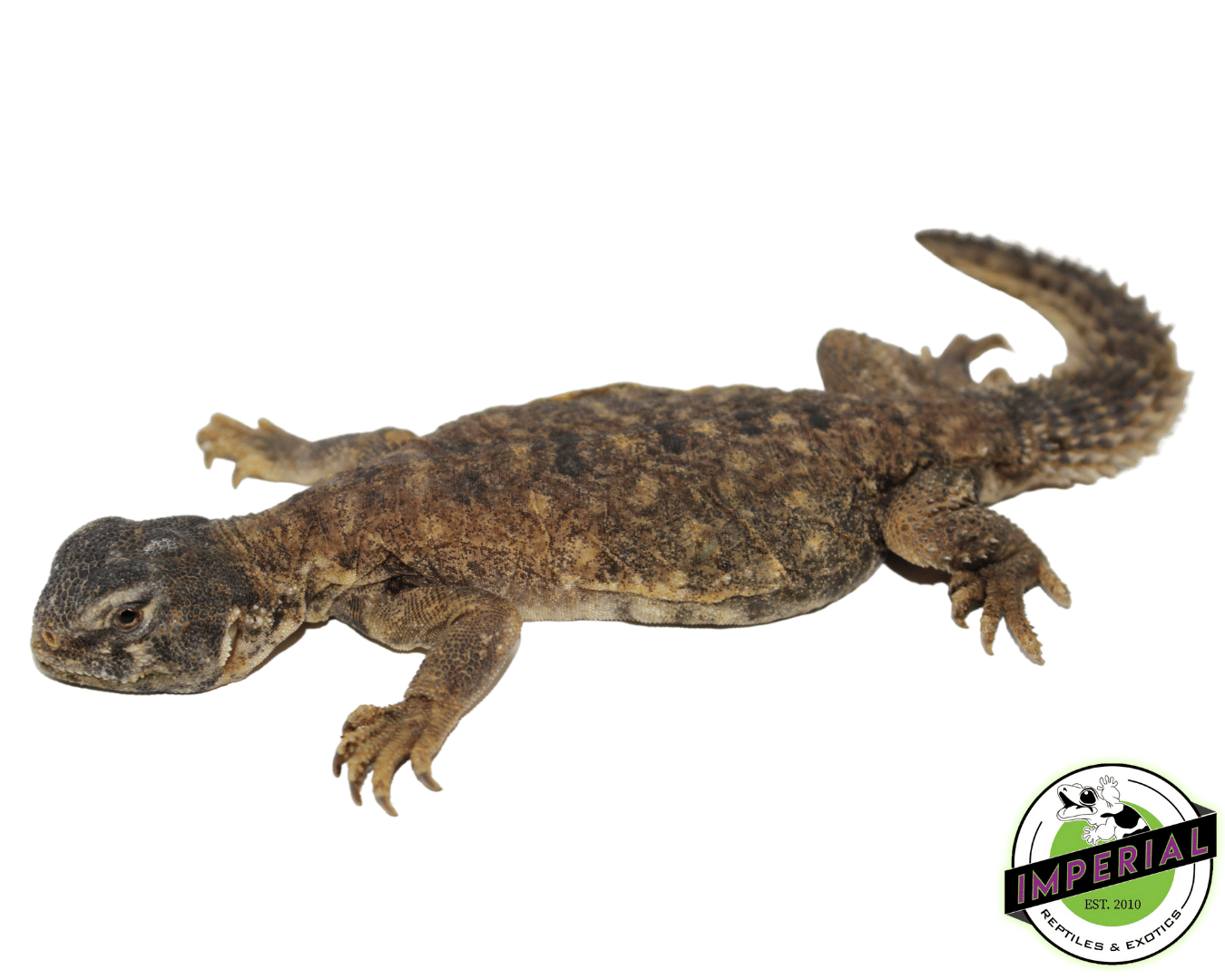 Egyptian Uromastyx For Sale Imperial Reptiles IMPERIAL REPTILES