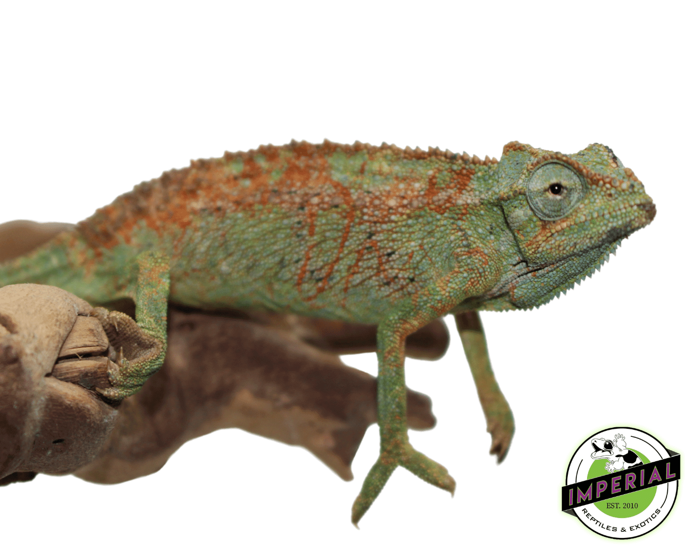 elliots chameleon for sale, buy reptiles online