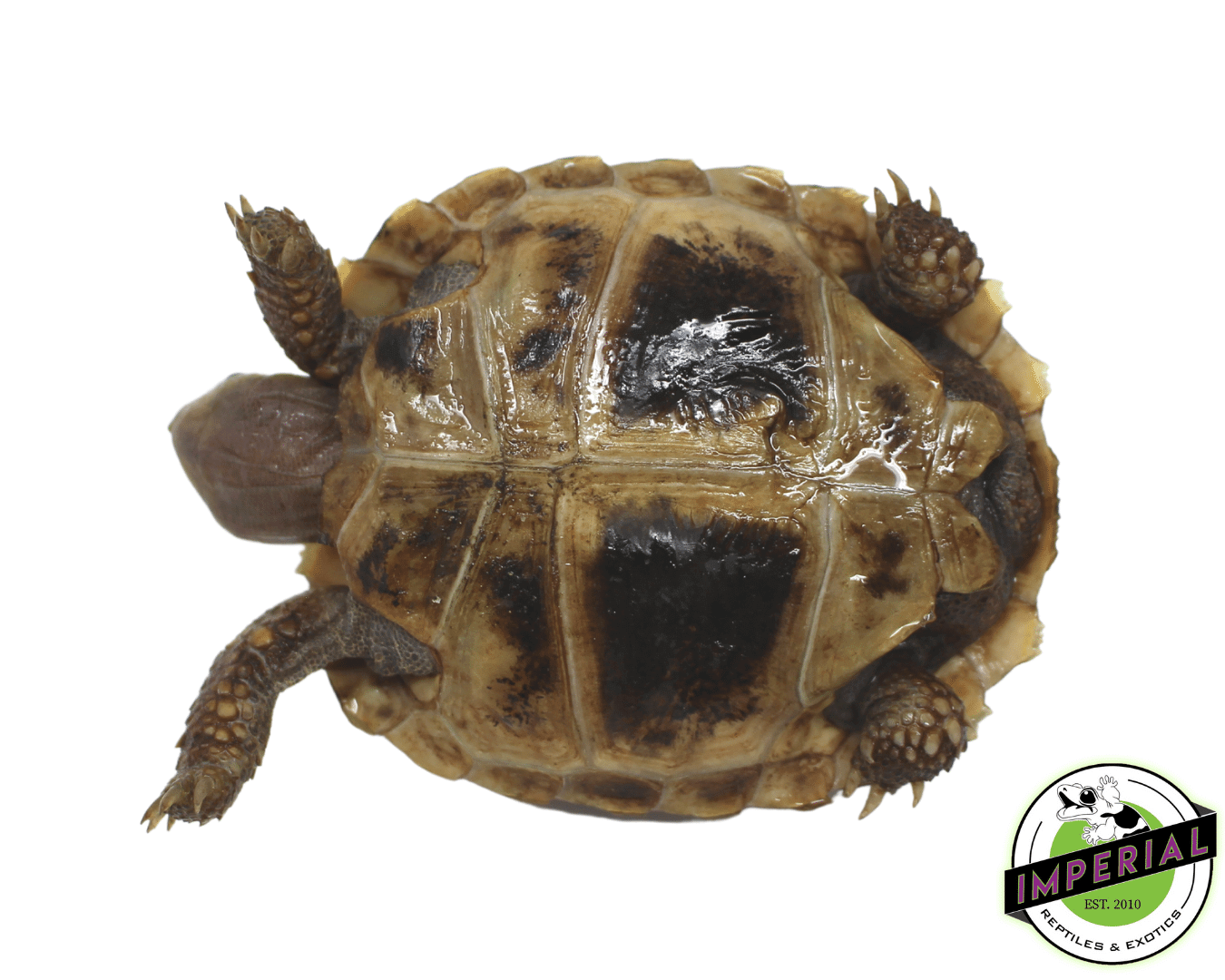 elongated x travencore tortoise for sale online, buy cheap tortoises near me