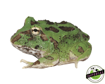 emerald pacman frog for sale, buy amphibians online
