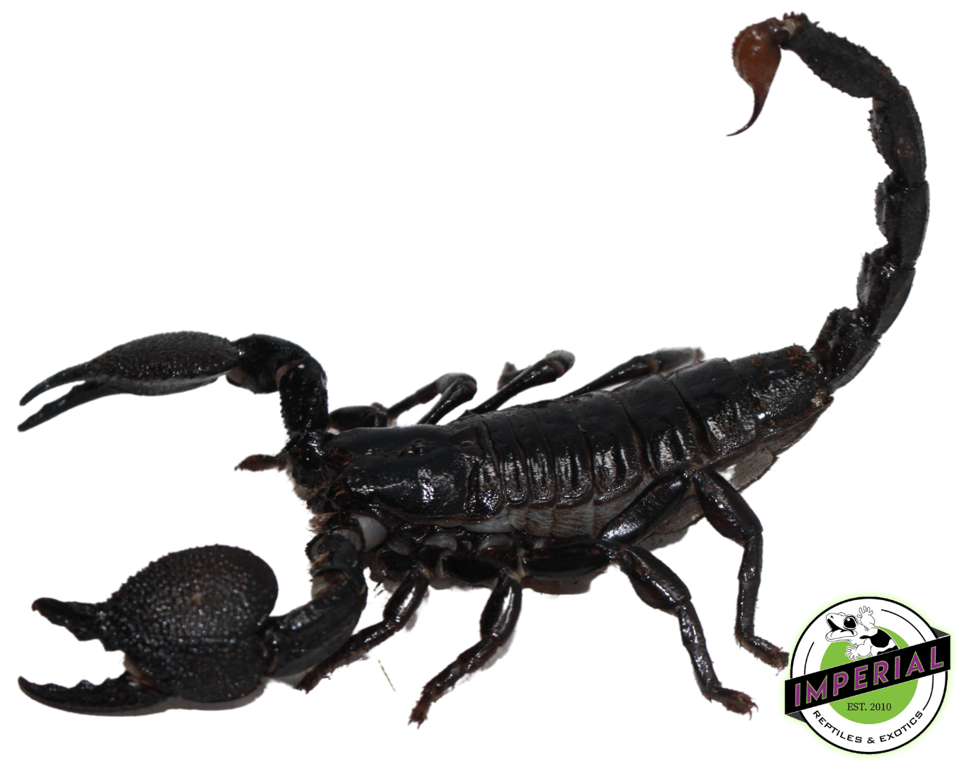 Emperor Scorpions For Sale Imperial Reptiles IMPERIAL REPTILES