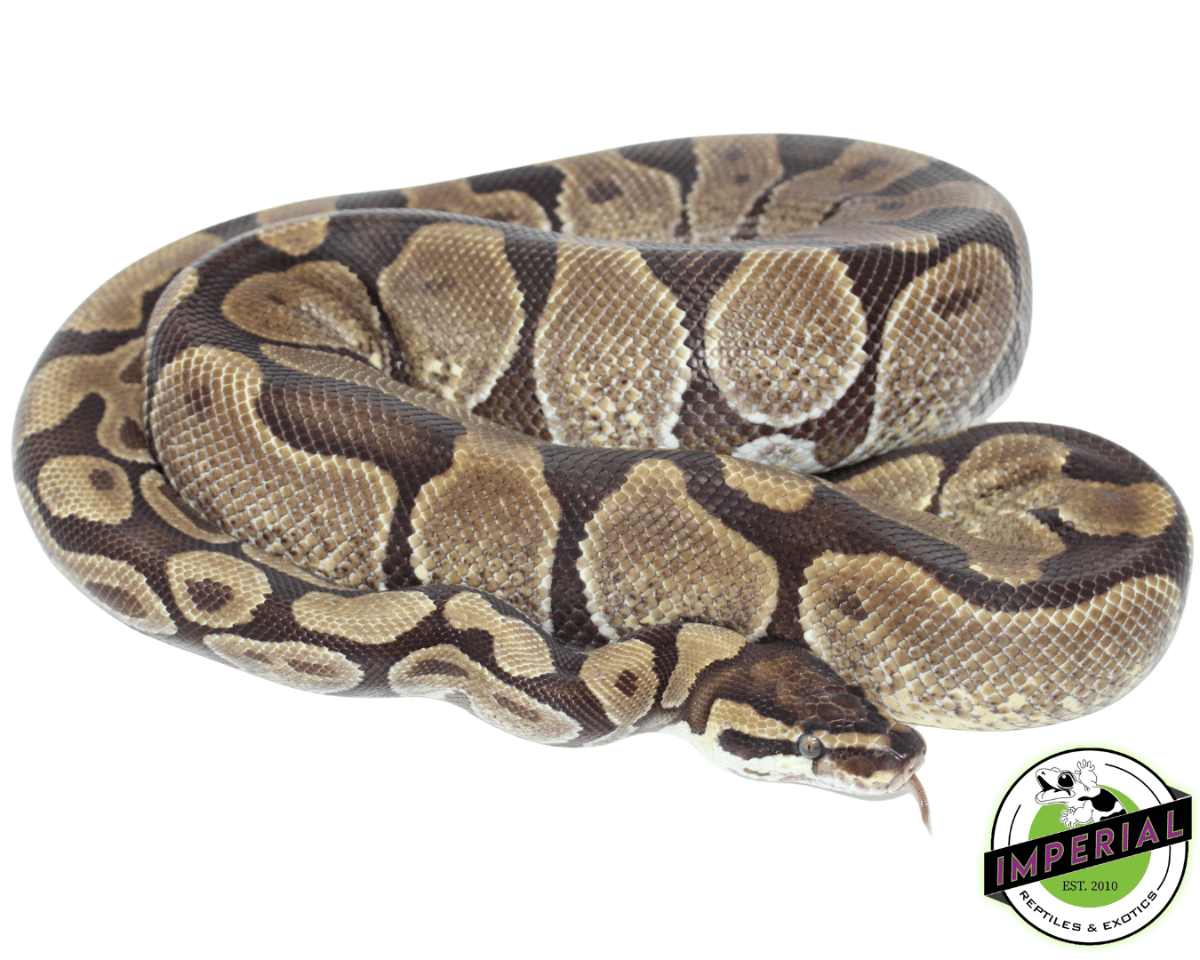 enchi ball python for sale, buy reptiles online