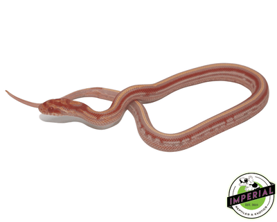 Extreme Reverse Okeetee Tessera Corn Snake for sale, buy reptiles online at cheap prices
