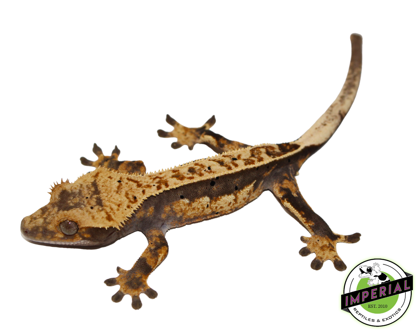 extreme harlequin pinstripe crested geckos for sale online at cheap prices