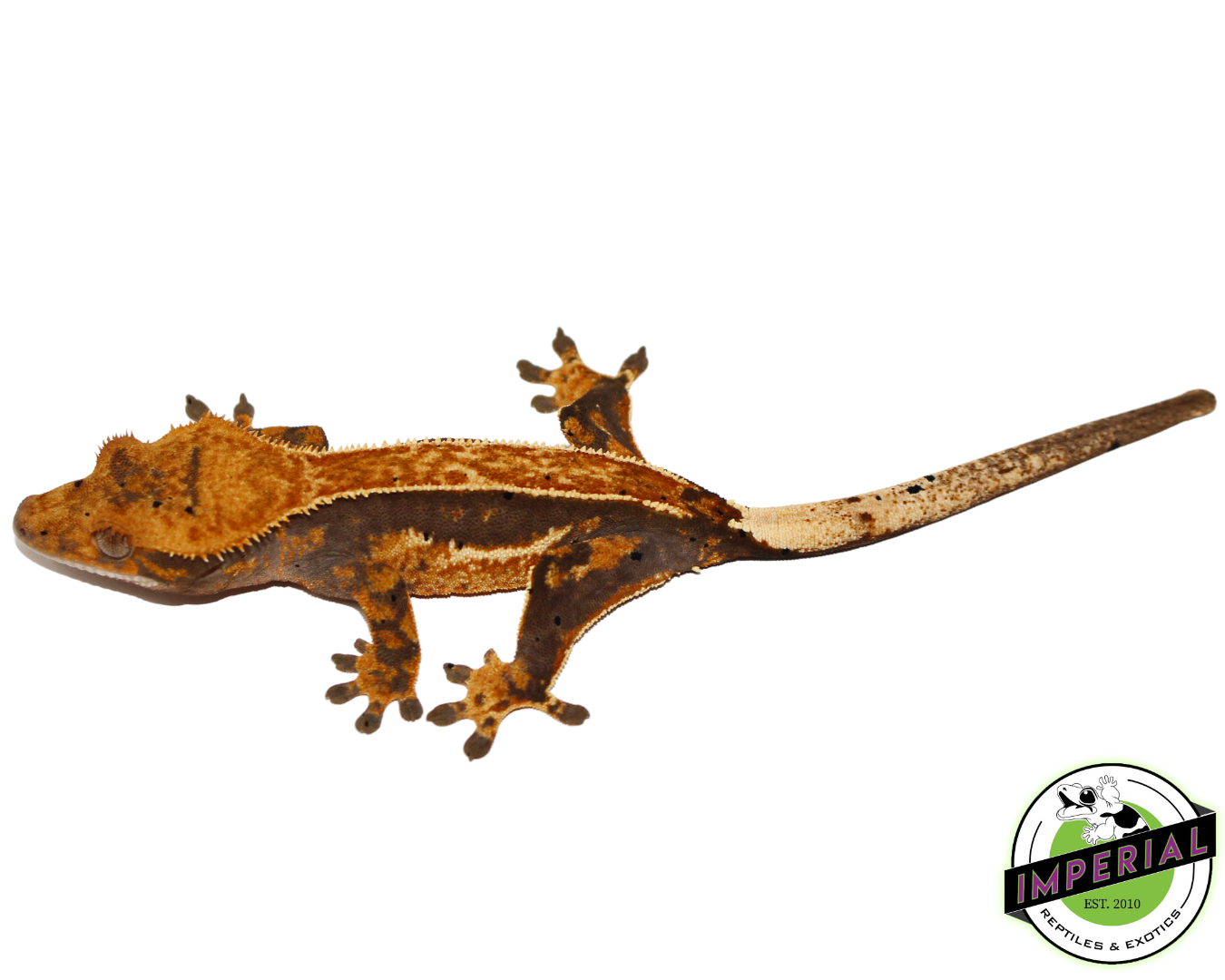 quadstripe crested geckos for sale online at cheap prices