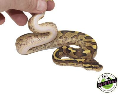 yellowbelly fire ball python for sale, buy reptiles online
