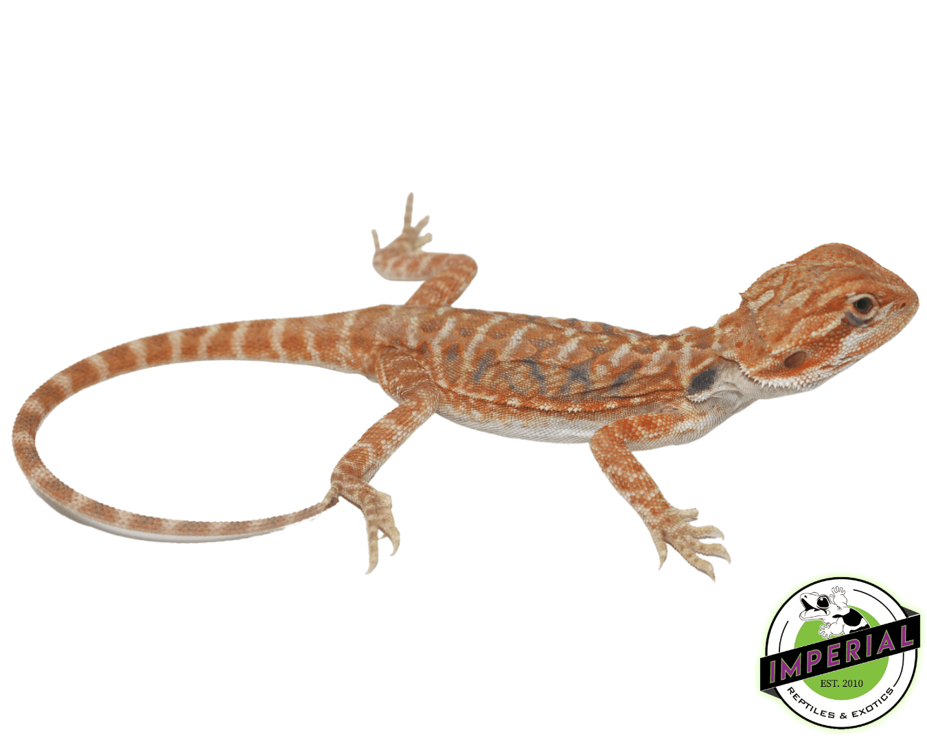 Flame Hypo Bearded Dragon For Sale Imperial Reptiles IMPERIAL