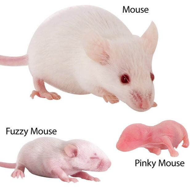 buy frozen rodents online at cheap prices near you, mice for sale