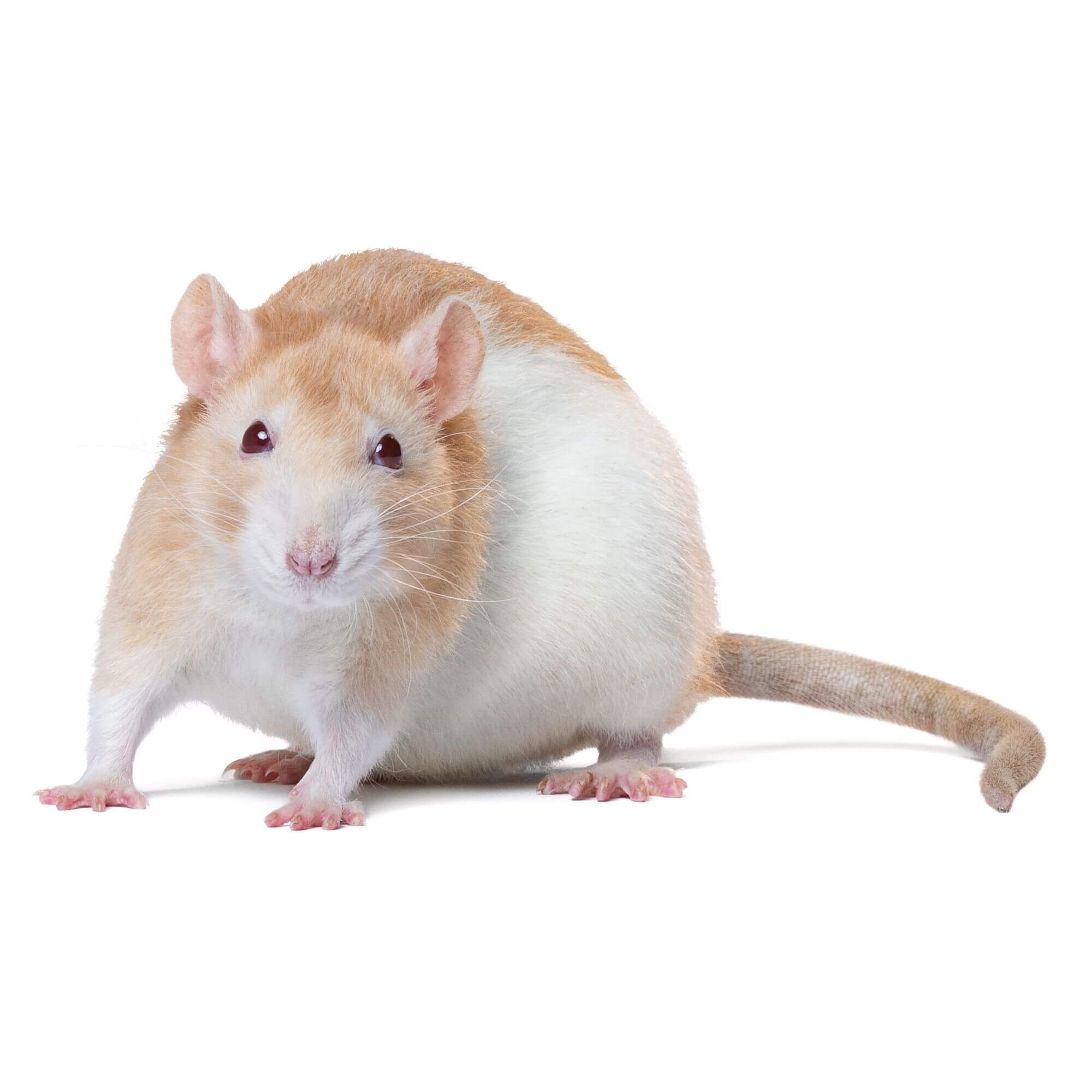 Fancy Rat for Sale - Live Small Pets