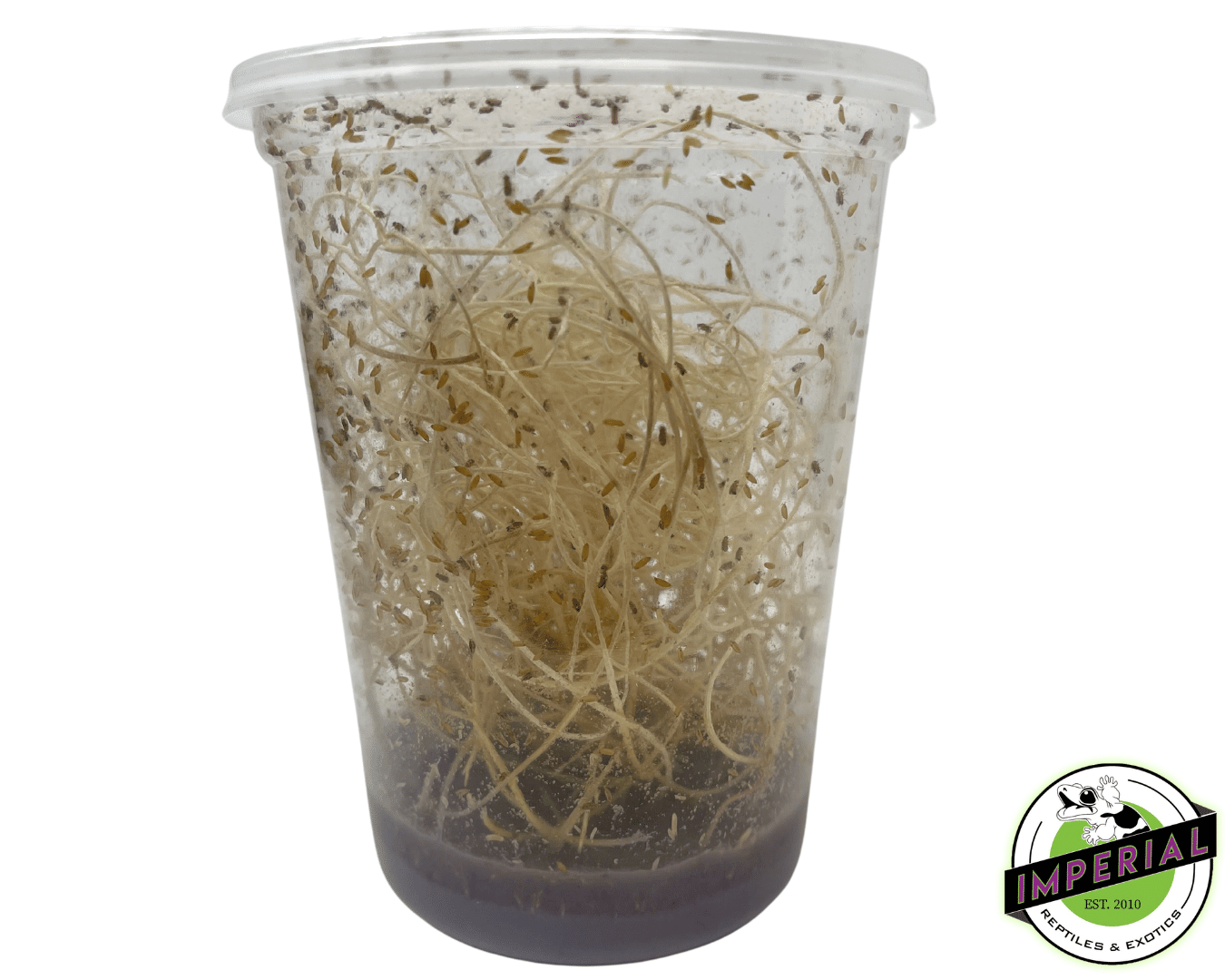 Fruit Fly Culture For Sale Imperial Reptiles IMPERIAL REPTILES