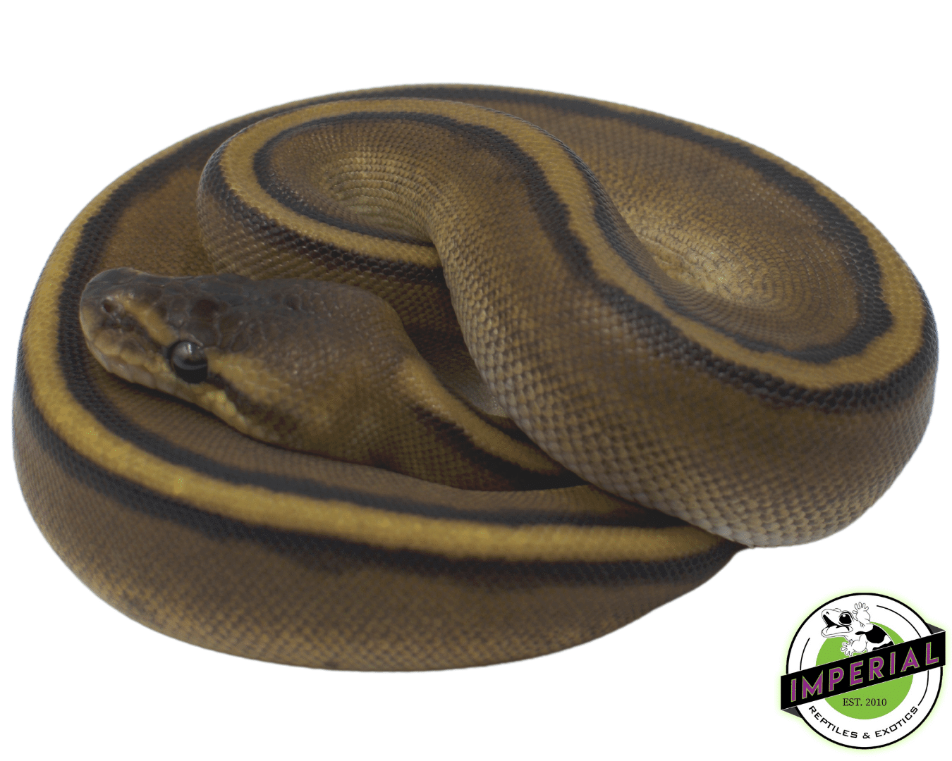 Genetic Stripe Ball Python For Sale - Imperial Reptiles – IMPERIAL ...