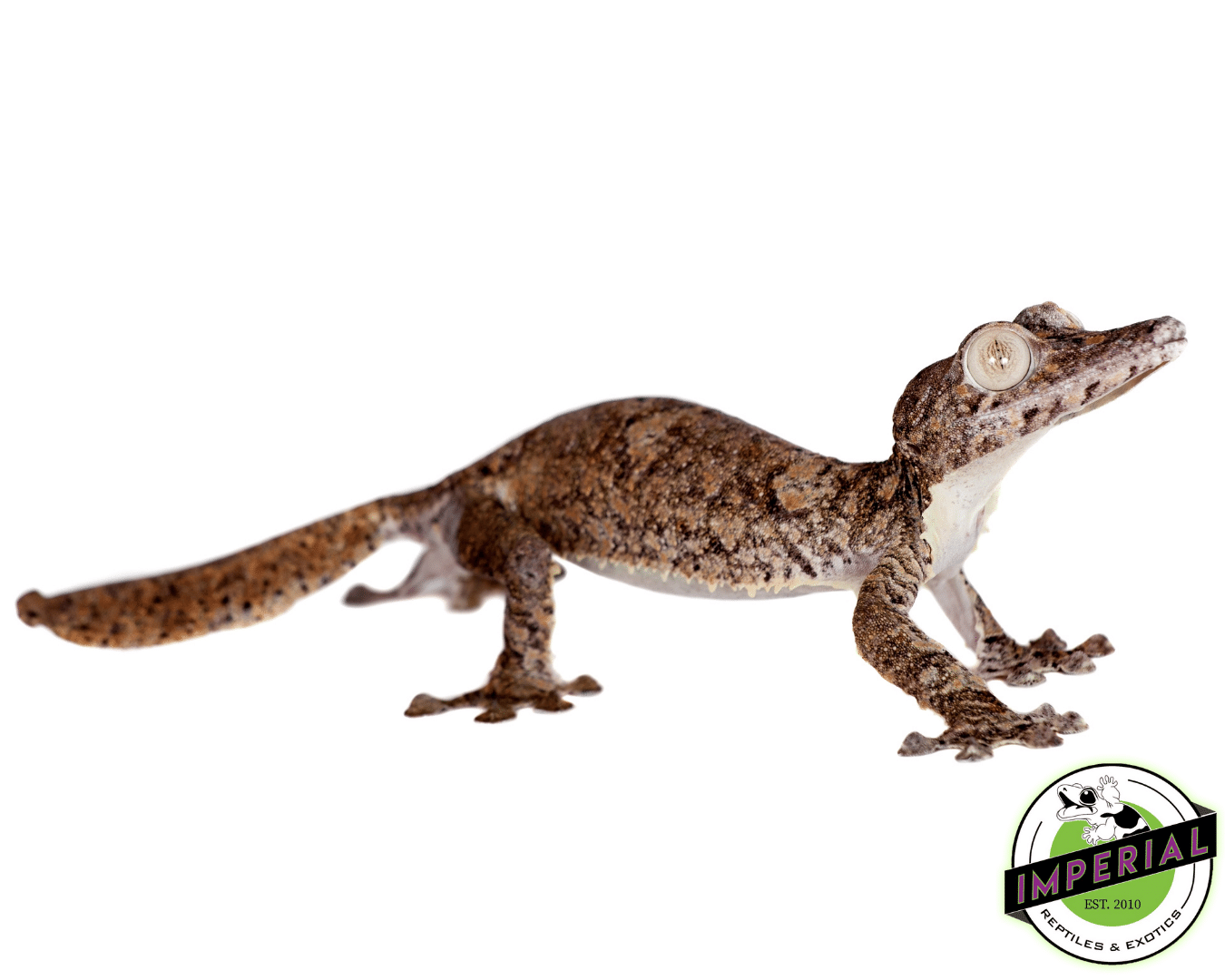 Giant Leaf Tail Gecko For Sale - Imperial Reptiles – IMPERIAL