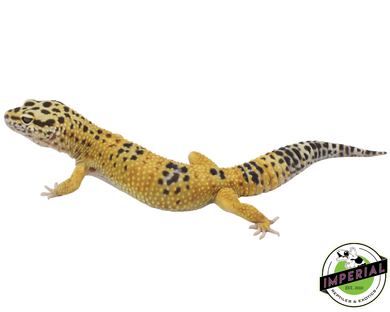 Jumbo sales leopard gecko