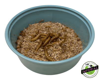 Giant Mealworms To-Go 50 ct.