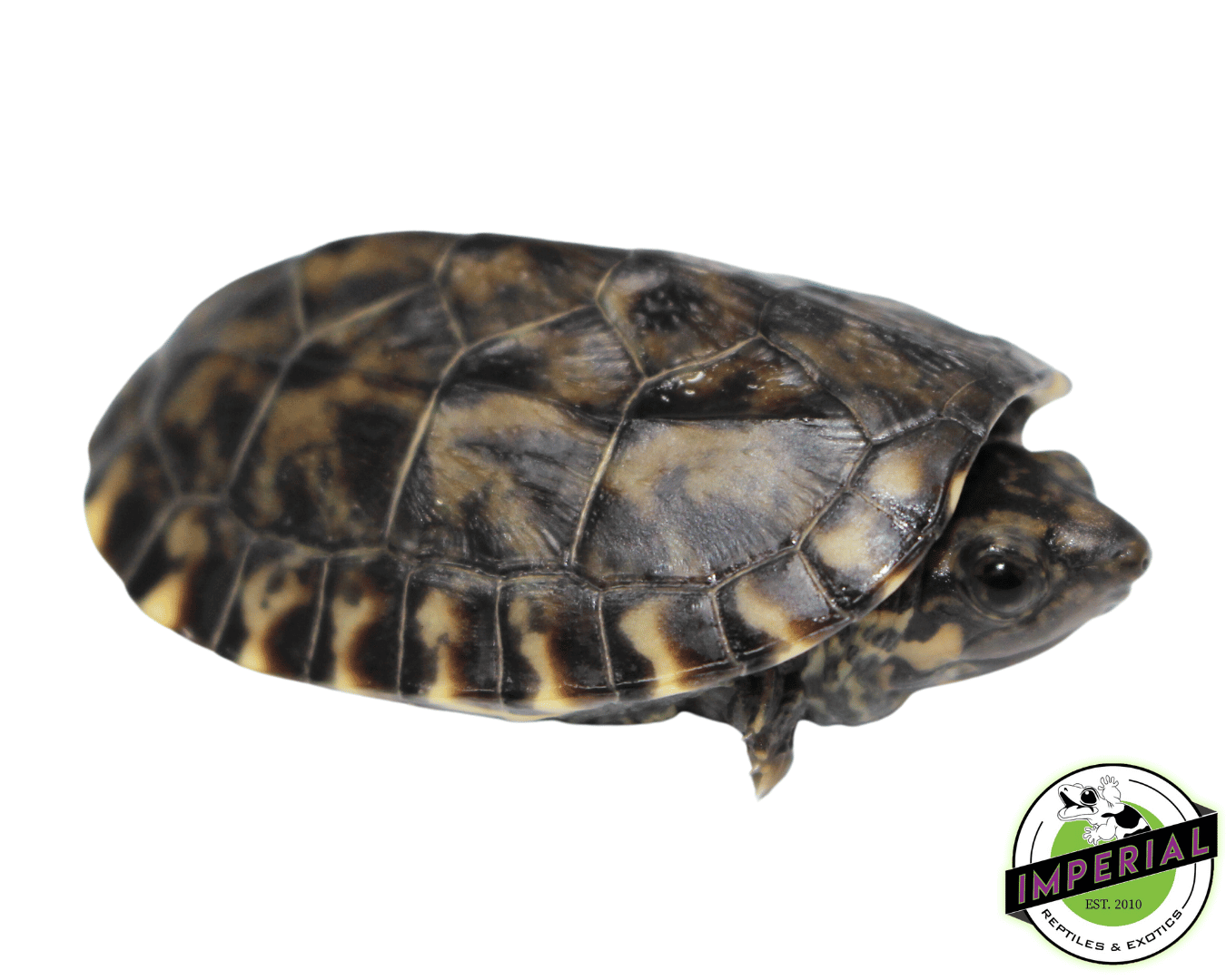 giant mexican musk turtle for sale, buy reptiles online