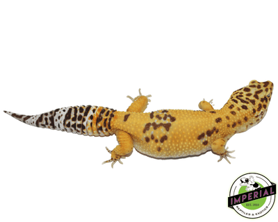 giant leopard gecko for sale online, buy reptiles at cheap prices