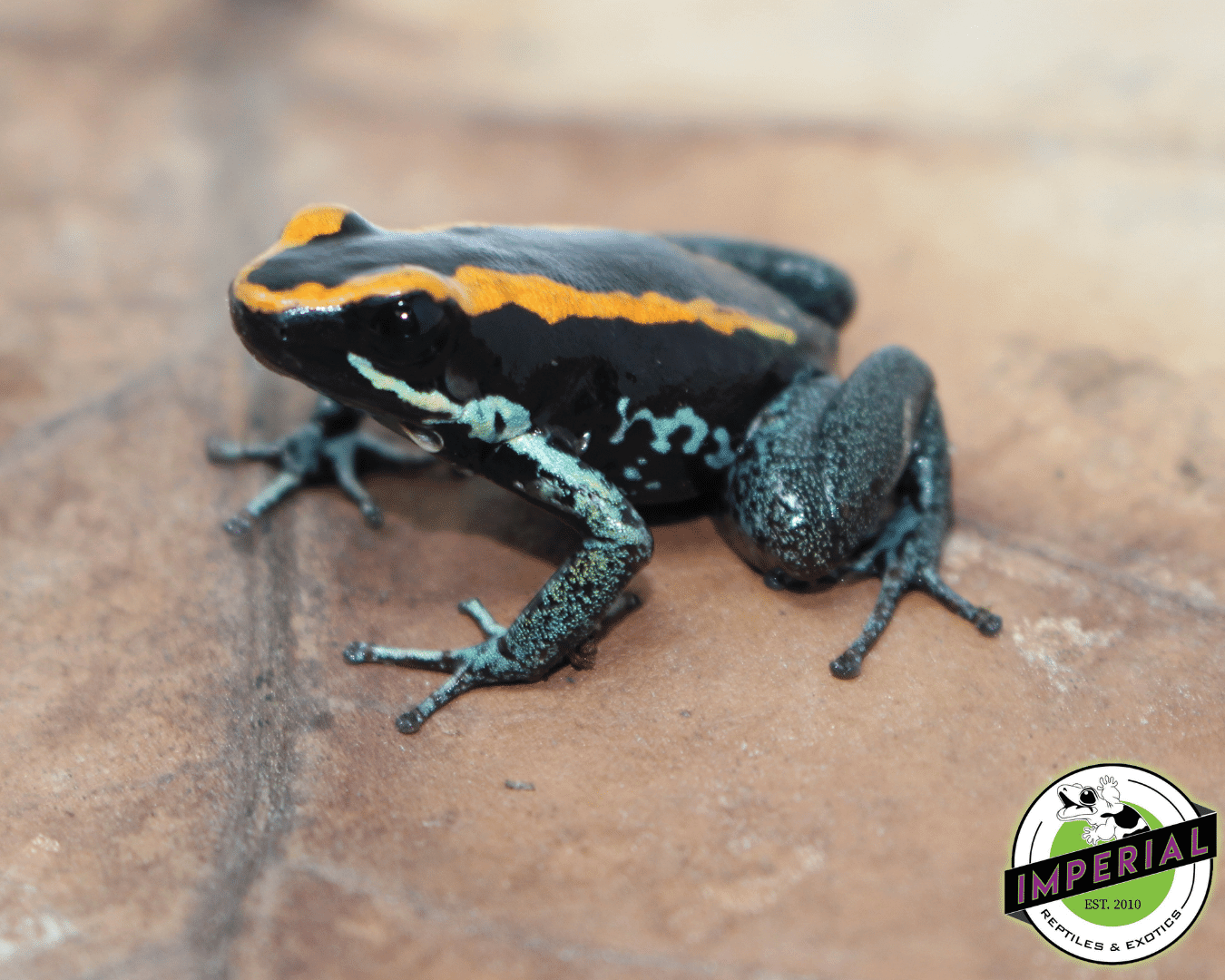 Golfodulcean Poison Dart Frog For Sale Imperial Reptiles IMPERIAL