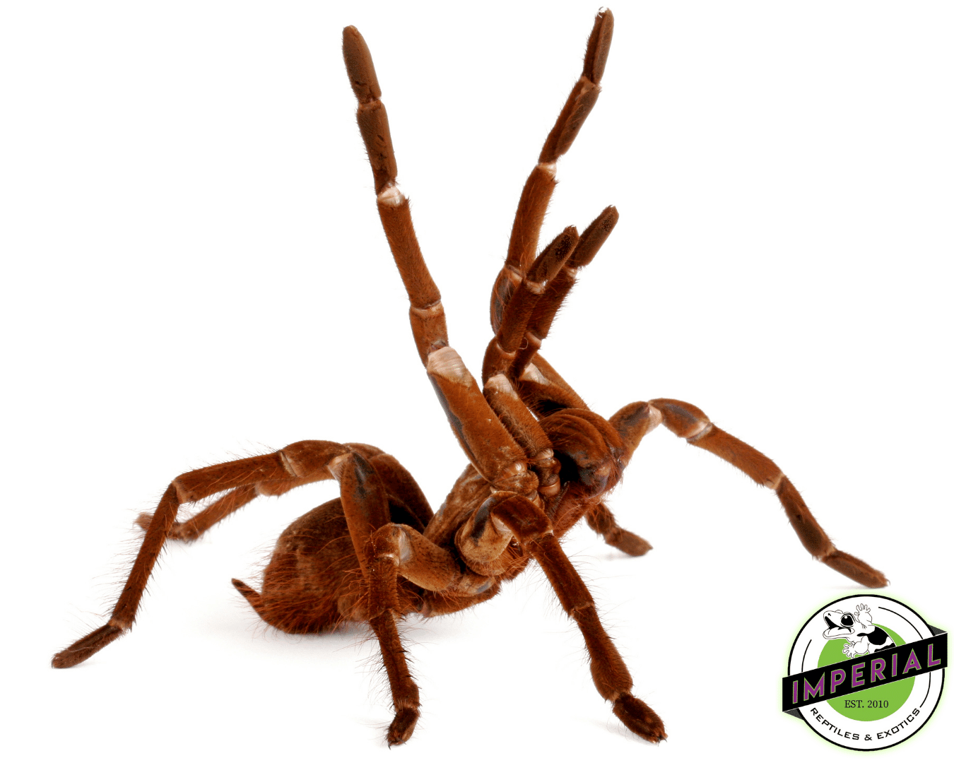 Goliath Bird Eater For Sale Imperial Reptiles IMPERIAL REPTILES