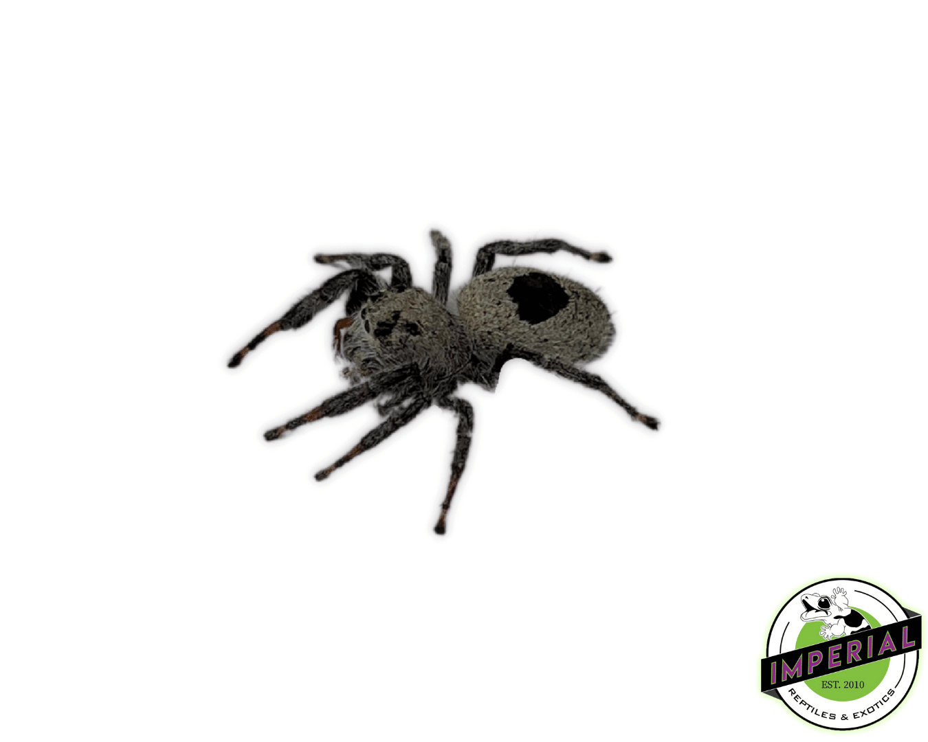 Great Basin Desert Jumping Spider (Phidippus octopunctatus) For Sale