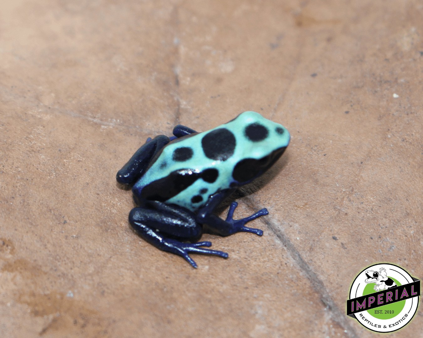 Green Poison Dart Frog For Sale Imperial Reptiles IMPERIAL REPTILES