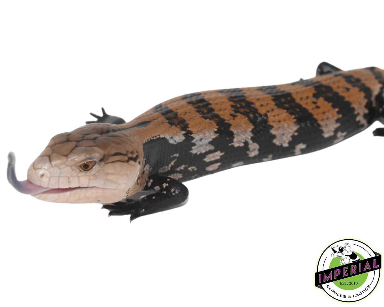 Halmahera Blue Tongue Skink For Sale Imperial Reptiles