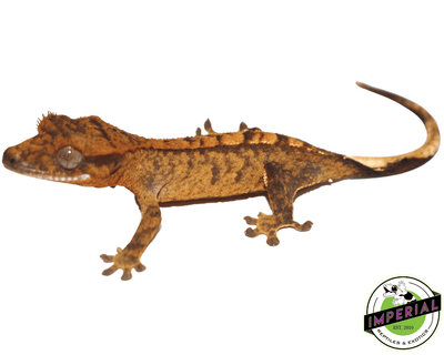 harlequin crested gecko for sale, buy reptiles online