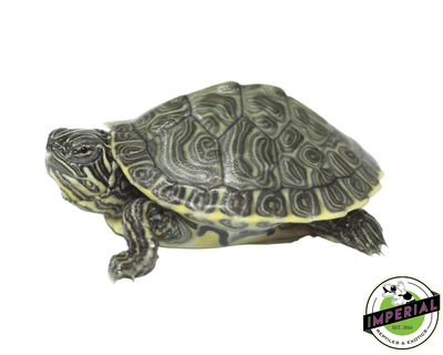Hieroglyphic River cooter turtle for sale, buy reptiles online