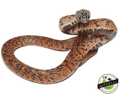 hi red mosaic fl kingsnake for sale,buy reptiles online
