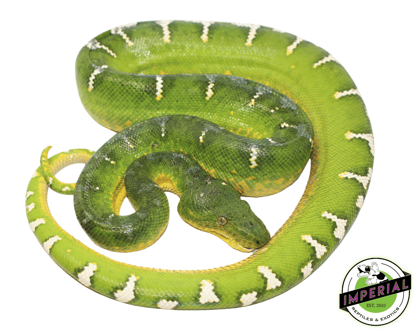 Emerald Tree Boa Care Sheet   – Dubia.com