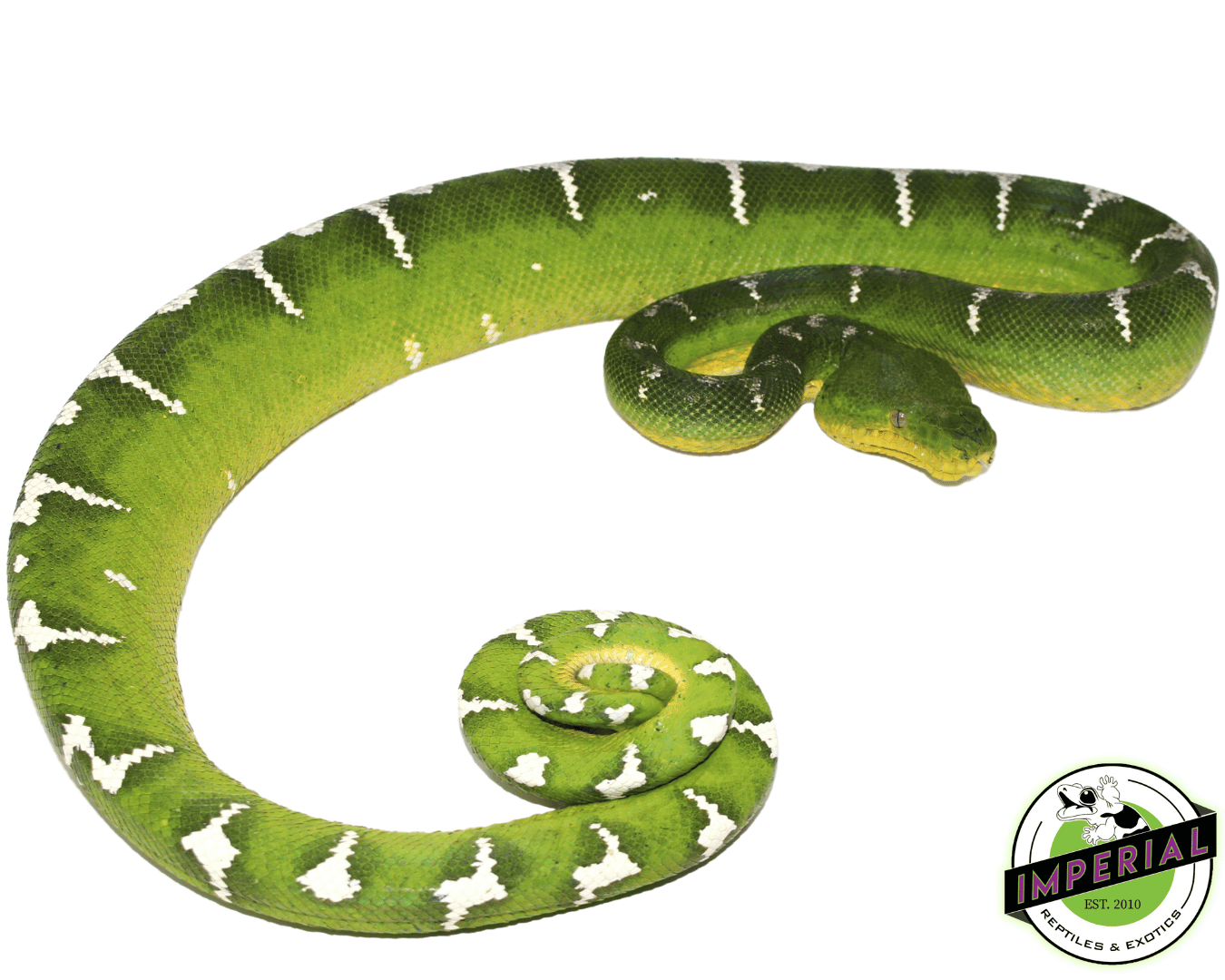 High White Emerald Tree Boa Adult Female For Sale Imperial Reptiles high-white-emerald-tree-boa-adult-female-for-sale-imperial-reptiles