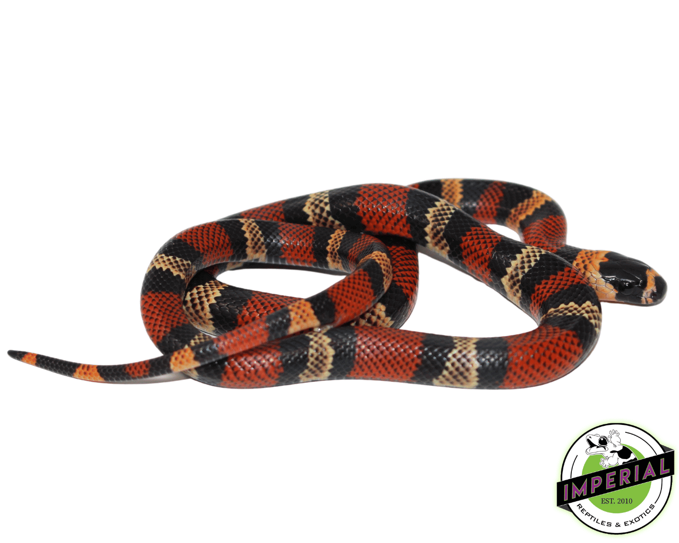 Buy milk snake hotsell