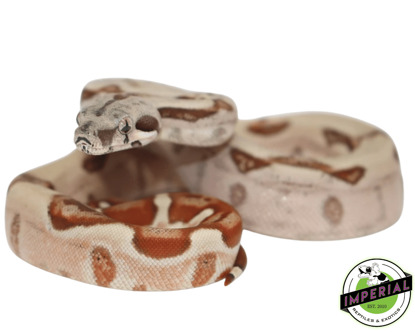 hypo colombian boa constrictor for sale, buy reptiles online
