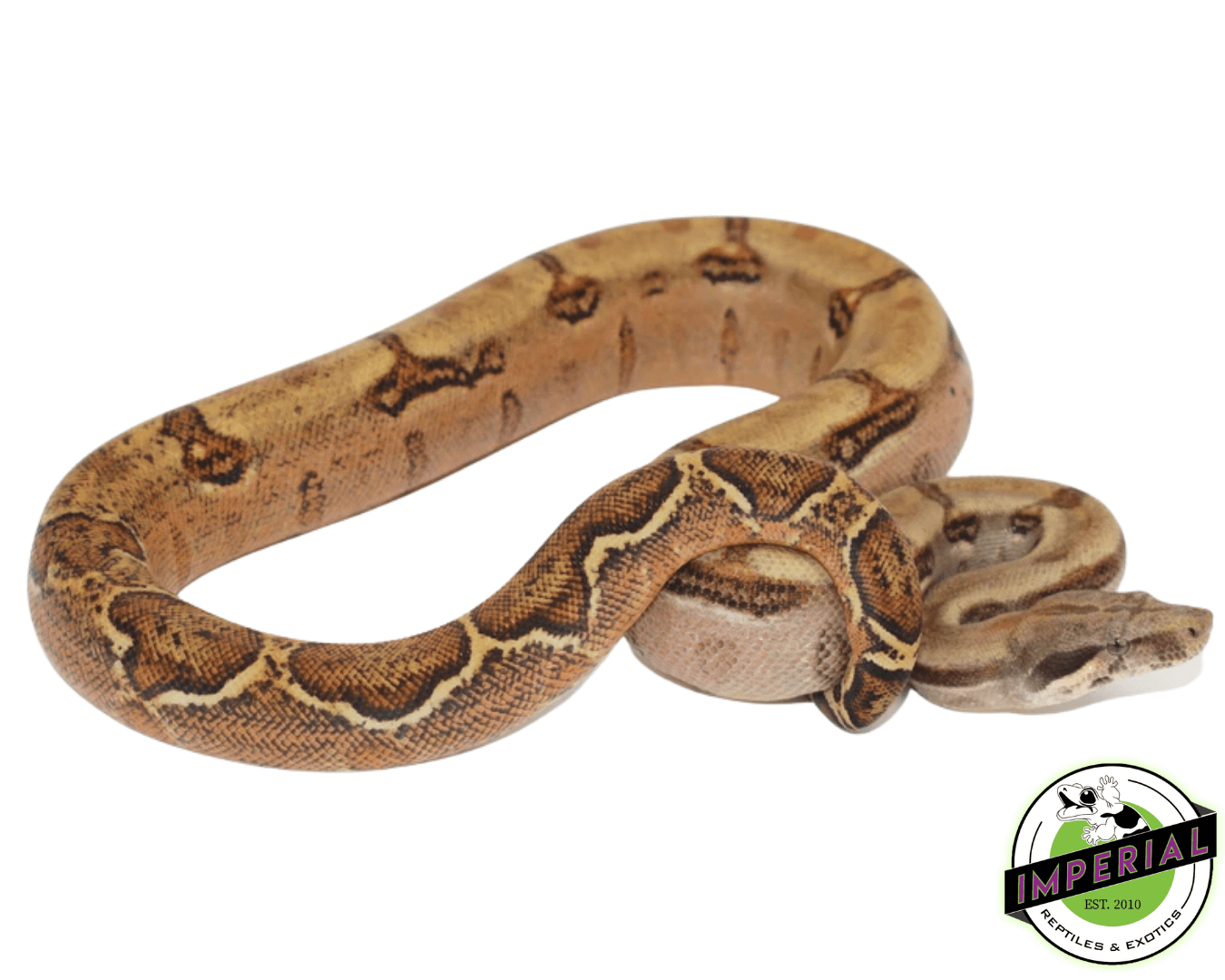 hypo hog island boa constrictor for sale, buy reptiles online