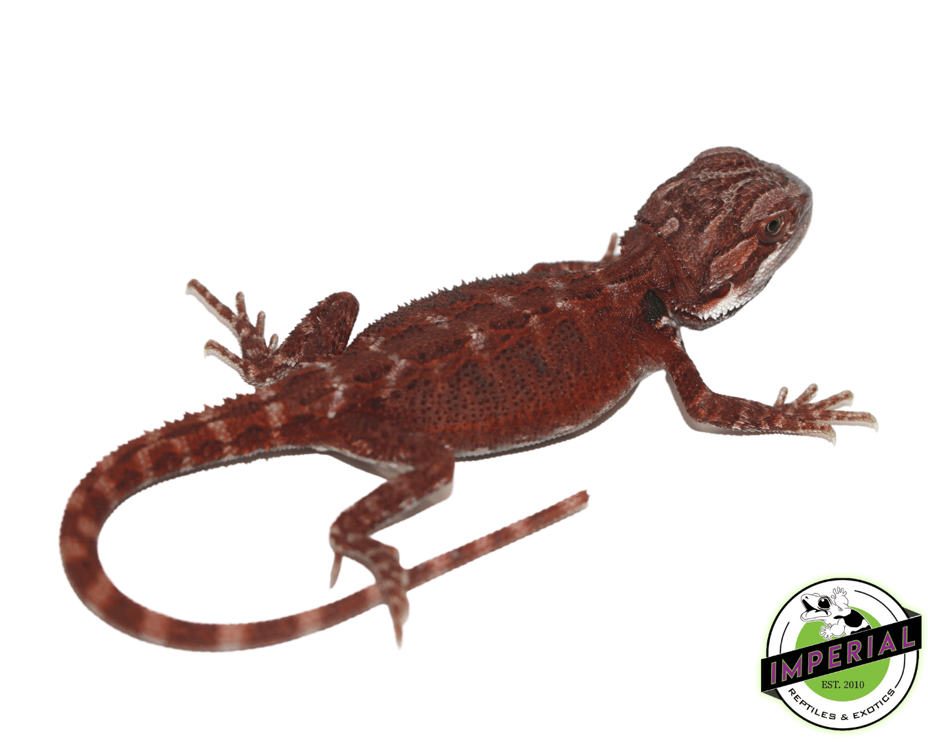 Super Red Hypo Bearded Dragon For Sale Imperial Reptiles IMPERIAL REPTILES & EXOTICS