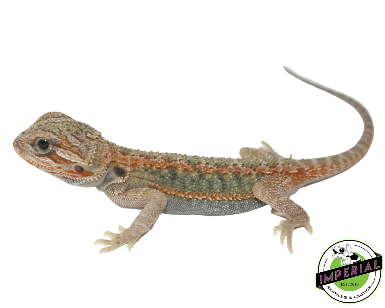 Bearded Dragon Ultra High Colour Hypo Trans